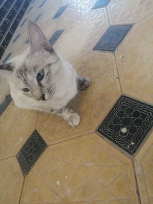 Urg'ochi uy mushugi