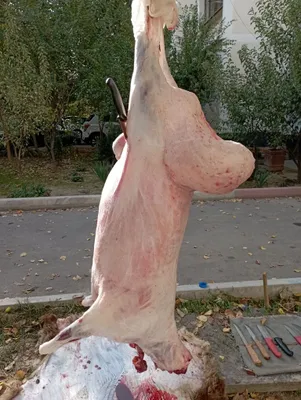 Qassob-Кассоб-Мясник service