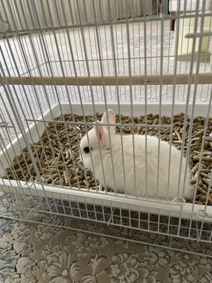 Декаративный карлик кролик, 2 месяца
