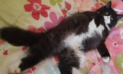 Котик милашка ищет дом