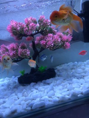 Akvarium sotiladi