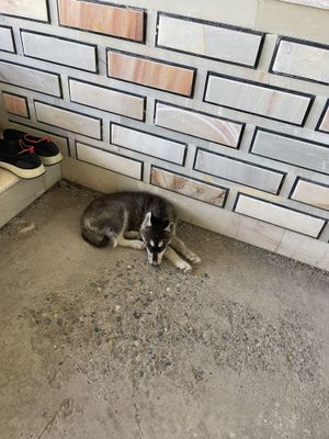 haski kuchuk sotiladi 3 oylik