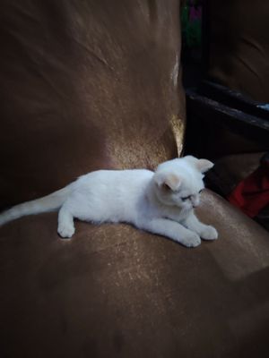Продаётся котёнок