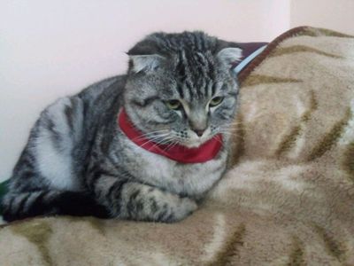 Скотш фолд мушук