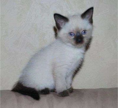 Котенок сиамский, 2мес
