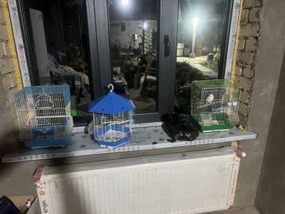 Канарейка мода нар
