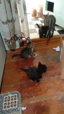 Котята - Раздаём бесплатно