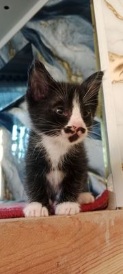 Милые, красивые, игривые котята