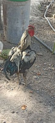 Xoʻroz va tovuq sotiladi