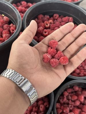 Vodiy, Tojikiston va mesniy malina – yangi, tabiiy va optim narxlarda!