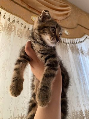 Кошка