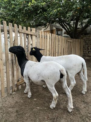 Dorper qoylar urg’ochi
