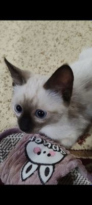 Сиамский котенок 2 мес