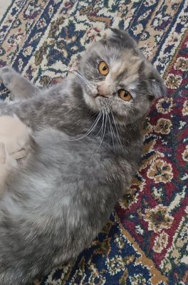 Кошка скотч-фолд