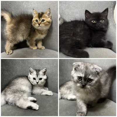 Котята Скоттиш Фолд и Страйт