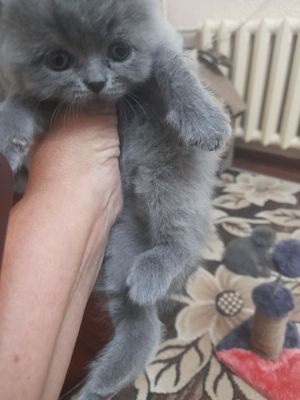 Котята скотиш страйд