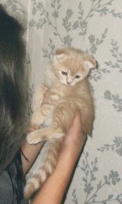 Scottish Fold кот
