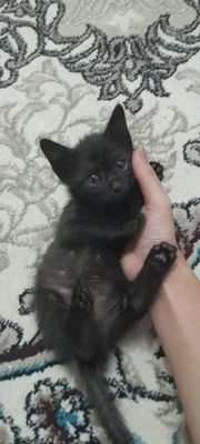 Мальчик 1,5 месяца
