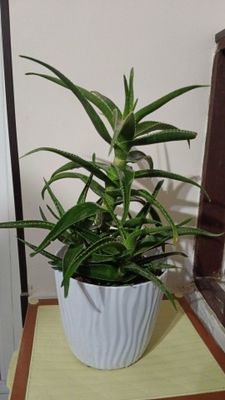 Aloe vera sotiladi