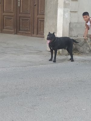 Kone korc sotiladi 8 oylik