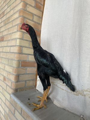 O Shamo zot juja aprel chiqan buylari baland tozasi