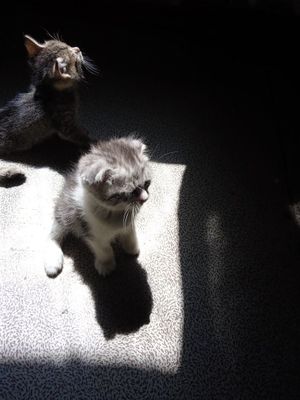 Продается котенок вислоухий