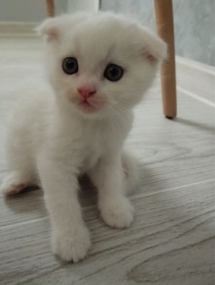 Котята скоттиш фолд