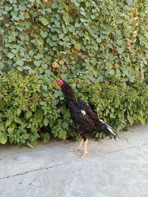 Dakan xuroz sotiladi