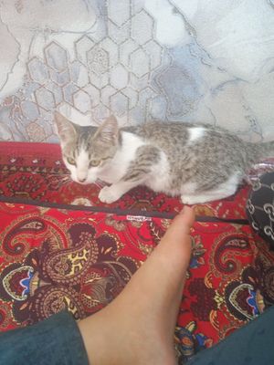 Mushuk qiz bola srochna sotoladi