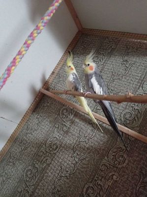Продаются попугаю породы Корела