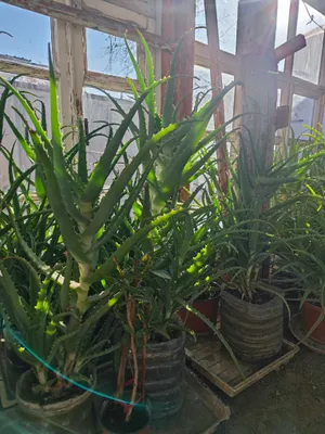 цветок Алое 4,5 года