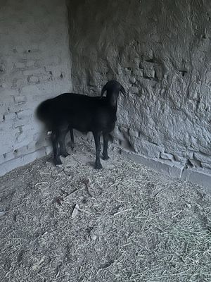 Isori qochqorlarni tozasi sotiladi