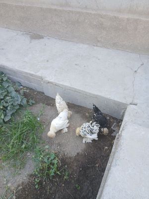 Karski yapochla sotladi toji baldog yux
