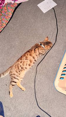 bengal, amerikansky skotch, shinshila