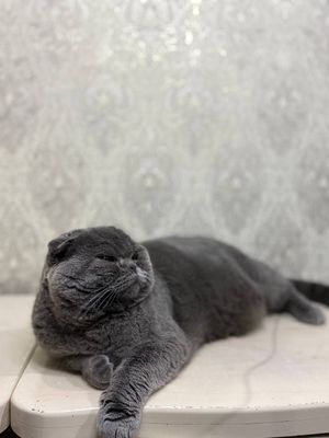 Scottish fold cat