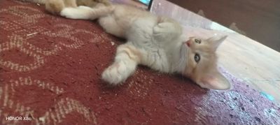 Домашние котята отдам в хорошие руки