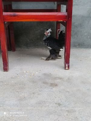 yapon tovuq