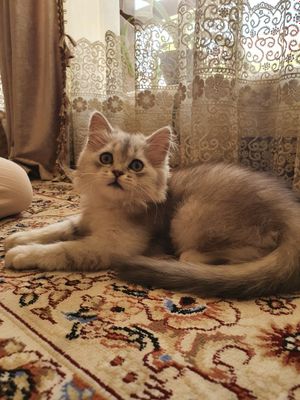 Persian Chinchilla