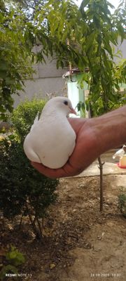 Голуби разных пород
