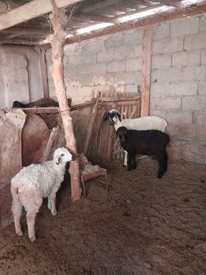 Ona qo'y va qo'zilari srochno sotiladi