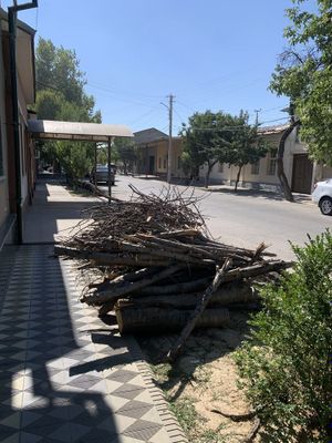 Otin sotiladi gilos daraxtidan