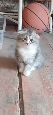 Продам породистого котенка