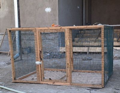 Xolati yangi qafas sotiladi