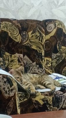 Bengal toza paroda.