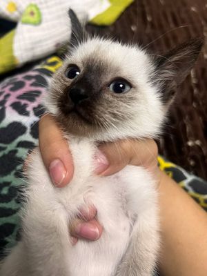 Сиямский кошка сатилади 2 айлык