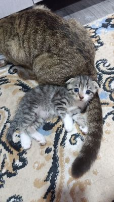 Котята шотландские
