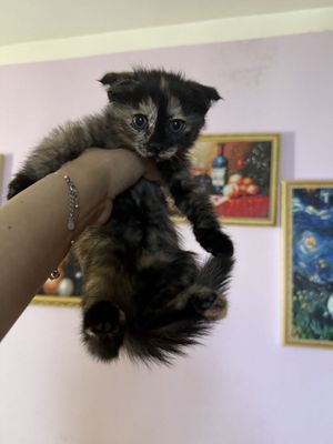 Скоттиш-фолд вислоухий