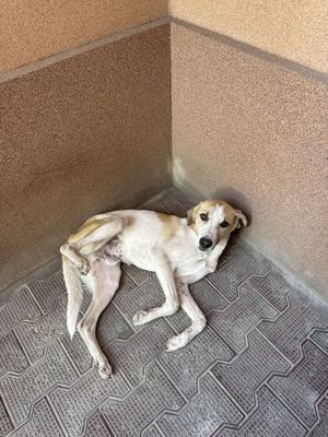 Отдам в хорошие руки собаку, 8 месяцев, дворняжка. Послушная, добрая.