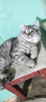 Продается котенок скотиш страйт длиношерстый