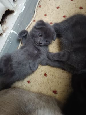 Породистые котята от правильной вязки,цена договорная